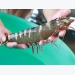 A sharp increase in black tiger shrimp exports to Spain