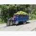 Advantages of Thai jackfruit trees in Mekong Delta