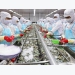Seafood processors in difficult spot