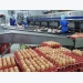 Breakthrough in poultry egg production in Vietnam