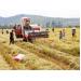 Giá lúa gạo tại Sóc Trăng ngày 19-10-2015