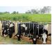 Nâng cao năng suất sinh sản của bò