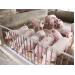 Quy trình tiêm phòng vắc xin phòng bệnh cho lợn con, lợn nái, nái hậu bị và lợn thịt