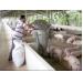Các bệnh tiêu chảy do dinh dưỡng