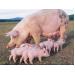 Phòng và điều trị hiệu quả bệnh giun đũa lợn