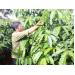 Tái canh cà phê 63.000 hộ học trồng bền vững