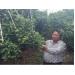 Tỷ phú cam Đường Canh Bùi Đức Long yêu cây như yêu mình