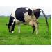 Diseases of Cattle: BVD - Bovine Virus Diarrhea