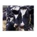 How to formulate better ruminant diets