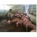Mô hình nuôi lợn GAHP ngày càng lan tỏa