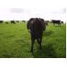 Diseases of Cattle: PASTURE BLOAT