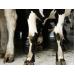 Cow Health: Cow Lameness