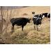 5 tips to keep cattle healthy during winter