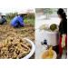 Làng trồng nghệ và chế biến tinh bột cho thu nhập 700 triệu/ha