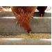 New developments in layer hen feeding