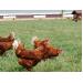 Warning for US egg producers: Beware of free-range hens