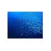 Commission Meeting Leaves Key Fish Stocks Left Without Protection