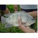 Tilapia Farming in India A Billion Dollar Business