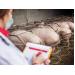 6 most common pig diseases worldwide