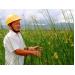 Trồng cói trên cánh đồng nhiễm phèn, thu trăm triệu