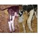 Diseases of Cattle: CALF SCOURS
