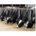 How feed efficient is your dairy cow?