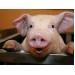 How piglet gastric pH development affects gut health