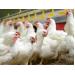 New broiler breeders feed recommendations developed