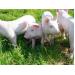 Early piglet weaning in their own farrowing pen - TIPS ON PIGS
