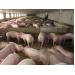 Giá lợn hơi giảm mạnh, khó bán: Cần “bàn tay” đàm phán của Chính phủ