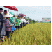 Giảm dùng thuốc sâu nhờ phân bón tốt