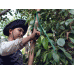 san-xuat-huu-co-cuu-ho-tieu-khoi-chet-yeu