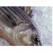 Gauging fatty acid composition in hybrid striped bass