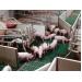 Reducing the number of nurse sows on the farm - TIPS FOR PIGS