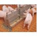 Fermented liquid pig feed benefits outweigh drawbacks