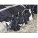 Total mixed ration system for dairy cows: benefits, drawbacks