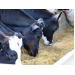 EU dairy industry milk crisis impacting feed production
