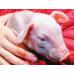 Piglet diarrheas: A common problem explained