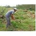 Dùng keo lai cấy mô: Hướng đi mới cho người trồng keo lai ở Bình Định