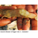 Prevention of White Feces Syndrome, White Gut Disease and White Muscle Disease in Shrimp