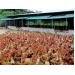 Khởi nghiệp từ nuôi gà ri, thu trên 300 triệu đồng mỗi năm