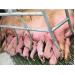 12 tips for feeding hyperprolific lactating sows