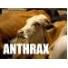 Diseases of Cattle: ANTHRAX