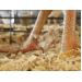 Broiler wet litter solutions through feed formulation