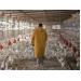 5 broiler health priorities identified by USDA