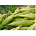 Doveco đưa nông sản Việt Nam ra thị trường thế giới