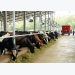 Chế độ dinh dưỡng nâng cao năng suất chăn nuôi bò sữa