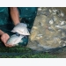 Boost for carp and tilapia breeders