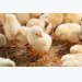 Cytidine and uridine may boost chicken performance, gut health