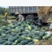 Vietnamese, Chinese firms ink watermelon trade deals